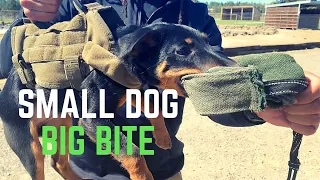 Jagdterrier Doing Bitework? | Grassroots K9