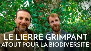 Tout savoir sur le lierre grimpant avec Julien de @LaMinuteNaturenet