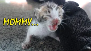 Rescue baby kitten ! Will a mother cat breastfeed another baby kitten ?