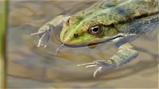 Frosch versucht einen Molch zu fressen / Frog tries to eat a newt