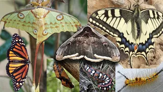 Mariposas: Biodiversidad y Metamorfosis (Butterflies: Biodiversity and Metamorphosis)