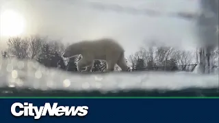 Calgary Zoo launches Wild Canada section