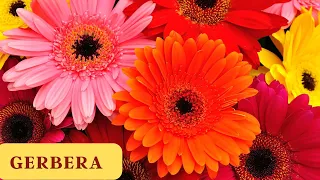 How to Keep Your Gerbera Daisies Blooming All Season Long