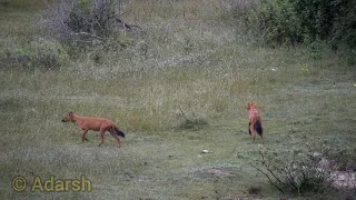 Dholes/ Asiatic wild dogs trying to hunt Deer/Chitals , but Deer escapes.