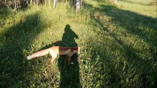 Встретил лису в лесу