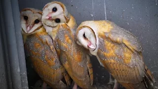 Funny Owls 🦉😂 Funny and Cute Owls (Part 2) [Funny Pets]