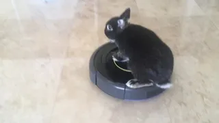 Rabbit on a Roomba