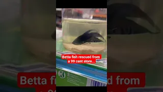 Betta fish rescued from a 99 cent store