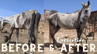 QUARENTINO: Before & After | Rescue Horse transformation