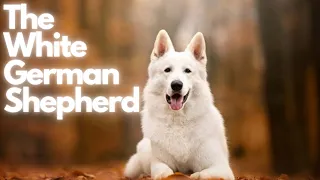 The Stunning White German Shepherd