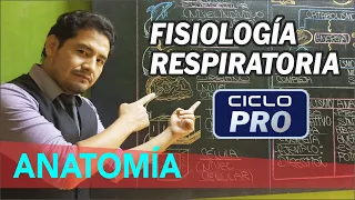 ANATOMÍA - Fisiología Respiratoria [CICLO PRO]