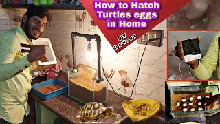 How to hatch Turtles eggs at Home made incubator