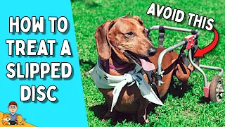 Slipped Disc in Dogs (the complete guide)