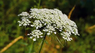 A beautiful summer meadow is filled with the living sounds of nature. 1 hour of background sounds