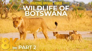 8K Ultra HD Дика природа Ботсвани - Спокійне життя диких тварин у Південній Африці