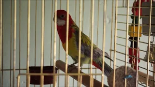 Rosella Parrot Special