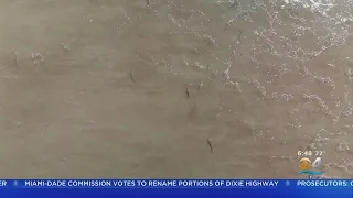 WEB EXTRA: Sharks Swimming Close To Shore Of New Smyrna Beach