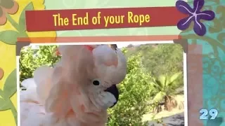 When to Rehome Your Parrot | Ep.29: The End of Your Rope | Cockatude: Cockatoos with Attitude