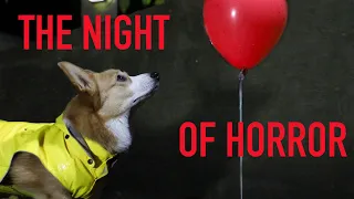 SPOOKY HALLOWEEN! - Topi the Corgi