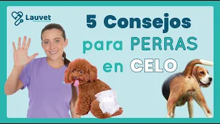 MI PERRA ESTA EN CELO | ¿Qué hacer? - Lauvet