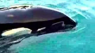 orca breathing