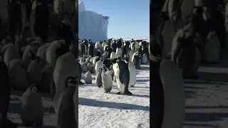 Детишки императорских пингвинов