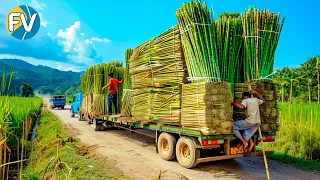 Cultivar caña de azúcar y cosecharla por valor de millones de dólares.