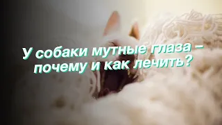 У собаки мутные глаза – почему и как лечить?