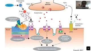 Myasthenia Gravis Therapy in 2022  New Data and New Treatments