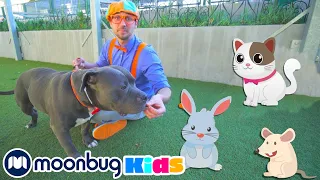 |  بليبي يزور ملجأ للحيوانات | برامج كرتون و أفلام للصغار  | Arabic Blippi Visits an Animal Shelter