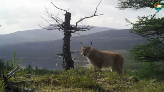 Встречи на Аяне