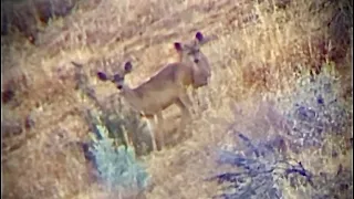 A Zone Bow Hunting California Blacktail Deer!! ""I FOUND THE BUCK ZONE!!!""