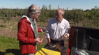 A demonstration of grafting apple trees