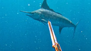 Spearfishing Giant Marlin | Travel Vlog 🇻🇨