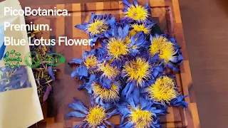 Blue Lotus Flower - Organic Dried Egyptian Lotus Tea by Picobotanica