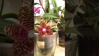 Выставка Планета Орхидей