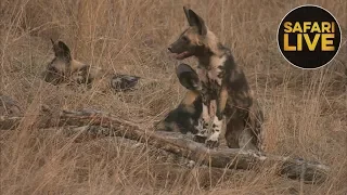 safariLIVE- Sunset Safari - September 19, 2018