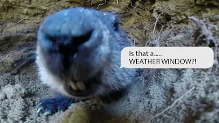 Unveiling the Groundhog's Prediction with the AWN Weather Window: Will Spring Arrive Early?