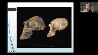 Homo habilis & Homo erectus - Biological Anthropology Henninger 2023