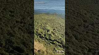 Водоросли Анапа 2020 Чёрное море