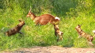 Bushbuck Tries Defending Itself From Wild Dogs