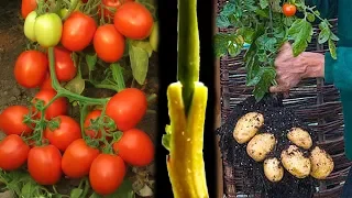 Tomato Grafting On Potato Plant