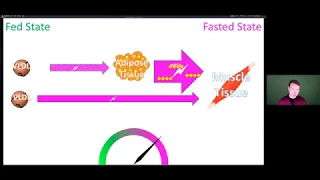 Stanford University Lecture for the Lipid Energy Model