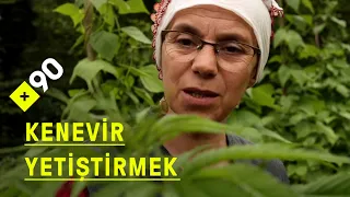 Çalışan kadınlar: Karadeniz'de kenevir yetiştirmek | "Yeni nesle öğretmek çok büyük haz veriyor"