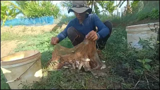 amazing fishing net! a fisherman skill use net to catch fish a lots by hand