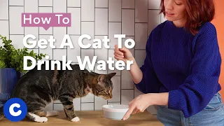 How To Get A Cat To Drink Water | Chewtorials