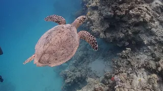Turtle with ouly 3 fins at Yanbu Saudi Arabia