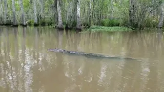 Dr. Wagner's Honey Island Swamp Tour - Alligator Sighting - Slidell, Louisiana