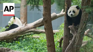 Reaction to giant pandas returning to Washington's National Zoo from China