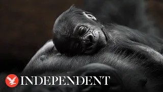 Critically endangered baby gorilla born at Prague Zoo